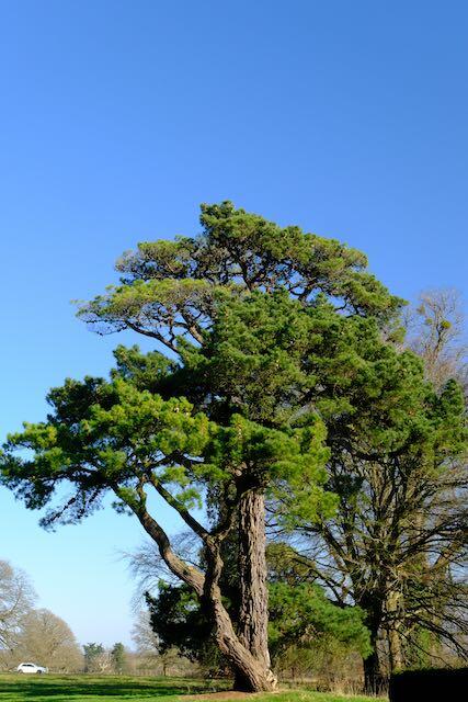 Impressive park tree