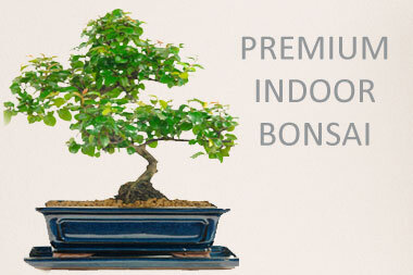 Top quality premium indoor bonsai trees for sale - grown by the experts at Bonsai Direct