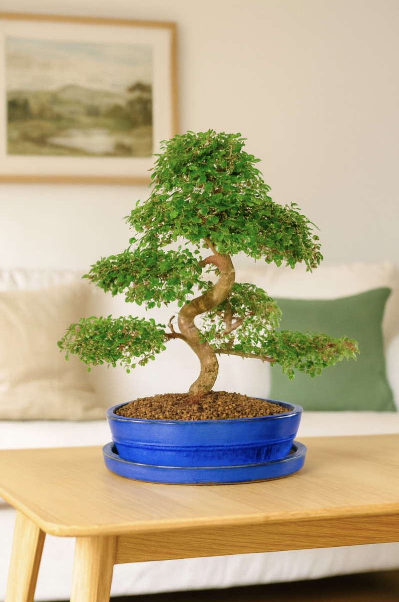 Last-Minute Bonsai Gift Ideas (That Still Feel Personal)