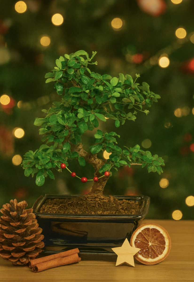 Indoor Bonsai Décor Ideas for Christmas Homes (Eco Living)